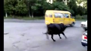 Перевозка коровы