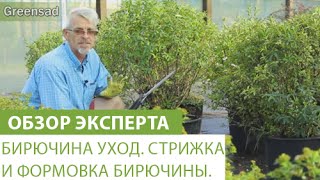 Бирючина уход. Стрижка и формовка бирючины.
