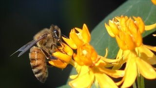 Honey Bee UHD 4K FYV