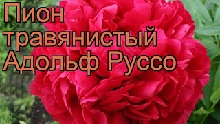 Пион травянистый Адольф Руссо (adolphe rousseau) ? обзор: как сажать, рассада пиона Адольф Руссо