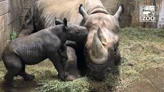 Black Rhino Calf Pestering Mom - Cincinnati Zoo