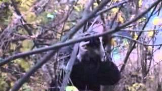 Pissing Girl