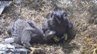 MNBound Eagles Best Nest Buddies 5-17-13