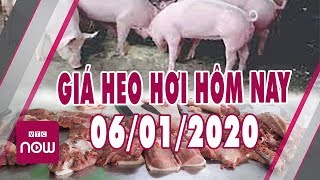 Giá heo hơi ngày hôm nay 6/1/2020 | Giá lợn hơi tiếp tục giảm sát 70.000 đ/kg | Tin tức 24h Nhà nông