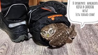 Сыч Лучик решил отжать все мои сапоги, потому что бедной маленькой сове жить негде!