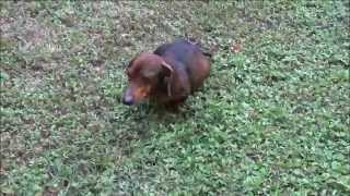 Mama Doxie - Paralyzed And Pregnant (and Hope ~ Amputee)