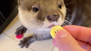 色とりどりのボタンに夢中で構ってくれなくなってしまったカワウソ Otter enamored with colorful buttons.