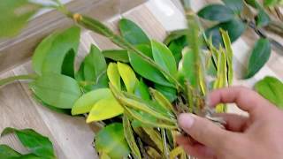 Lan Rừng Tối Ngày 17-02-2020 I Kiếm Bà Nà-Hồng Hoàng Lưỡi Hổ, Kiều, Hài Táo I 070.611.5694