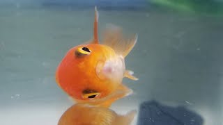 Woman adopts disabled pet store fish