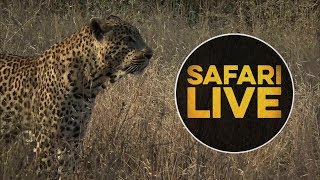 safariLIVE - Sunset Safari - July 4, 2018