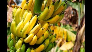 Как растут бананы  Бананы Таиланда