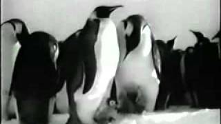 Повесть о пингвинах / The story about penguins
