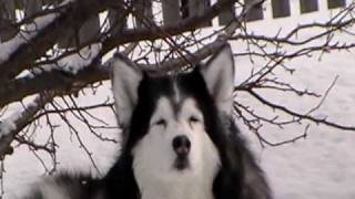 Most beautiful Husky....
