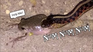 Garter Snake Captures & Eats A Frog!