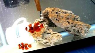 Maroon clownfish pair in Quarantine Tank (QT) Ricky & Lucy