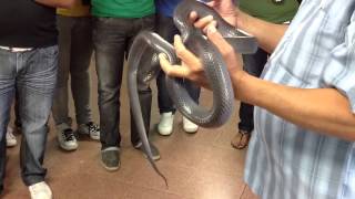 Serpent lair Panamá - part 5