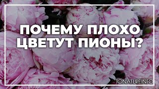 Почему плохо цветут пионы? | toNature.Info