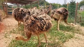 一天一车鬼针草 你们知道鸵鸟除了鬼针草跟水花生还喜欢吃什么吗
