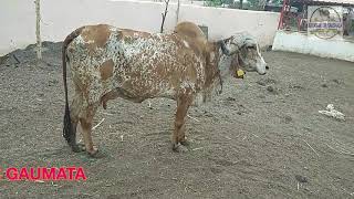 WORLD BEST GIR BREEDS_LAKHAN .....!!!!!!!!