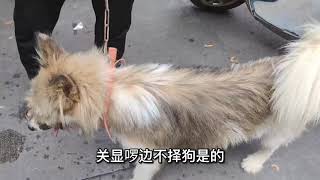 农村市场，卖狗的特别多，土杂狗一条卖2000元，最贵的1万多