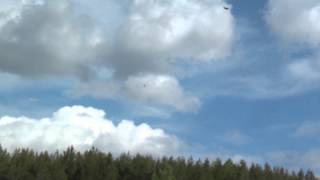 Young Pigeons training #3 / Тренировка Молодых Голубей #3