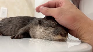 いつでもリラックスしているカワウソが調子に乗り始めた！ The ever-relaxed otter is starting to get on a roll!