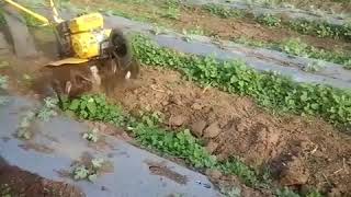 Междурядная культивация мотоблоком