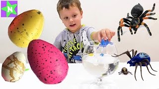 Как вырастить динозавров в воде Большие пауки. Напугала тараканом. интересные игрушки 2017. посылка