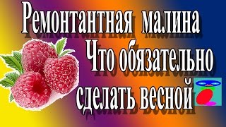 Малина весной. Ремонтантная малина.