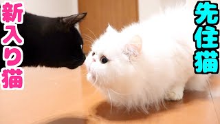 怒りっぽい先住猫と新入りの子猫が初対面！緊張の一瞬...