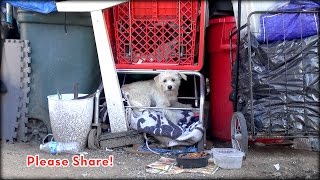 We Rescued A Dog Under A Shopping Cart, But You Won't Believe How This Story Ends! A Must See!