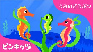 タツノオトシゴ | うみのどうぶつ | どうぶつのうた | ピンキッツ童謡