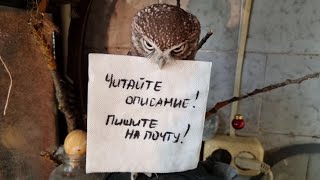 Информация про открыточки от совы Ёль. Читайте описание к видео, пожалуйста