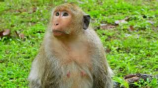 Monkey Jill so terrified when hearing monkey screaming - Huge pregnancy belly monkey Jill