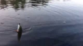 Головастик "Буг". Ловля голавля. Голавль на спиннинг.