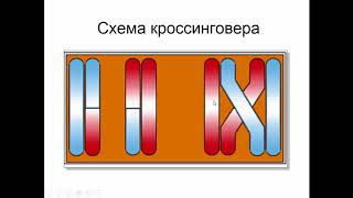 Биология, 9 класс  Деление половых клеток. Мейоз. Людмила Ивановна. Profi-Teacher.ru