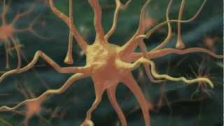 El consciente, el inconsciente y las decisiones del cerebro humano