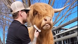Dad cow refuses to grow up, still acts like a puppy