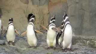 Penguins are Habit-Forming - Aquarium of the Pacific