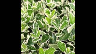БЕРЕСКЛЕТ  (EUONYMUS)  сем. Бересклетовые