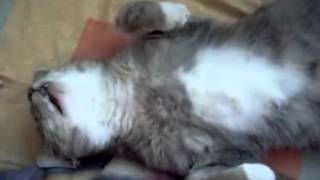 Мёртвый кот и колбаса Dead cat and sausage