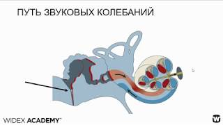 Анатомия и физиология органа слуха