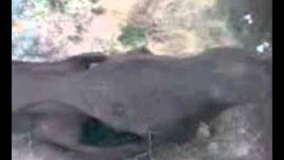 Череп шерстистого носорога  / Skull woolly rhinoceros