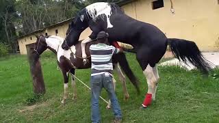 horse breeding#animal mating