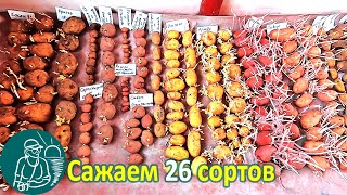 ???? Посадили 26 сортов картофеля Выращивание картофеля по технологии Гордеевых