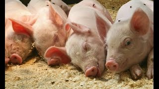 Мини свинарник по новым технологиям /  how to breed a pig