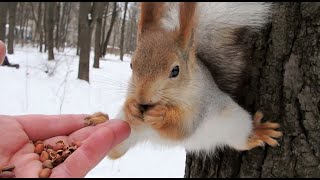 Кормлю белку с хорошей растяжкой / Feeding a squirrel with a good stretch