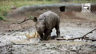 Baby Black Rhino Calf Ajani Joe Playing in the Mud - Cincinnati Zoo