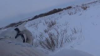 Охота на зайца 2019-2020 № 71