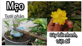 Bón phân gì cho cây Mai cuối năm? Mẹo tưới phân giúp cây bắt nhanh, triệt để.